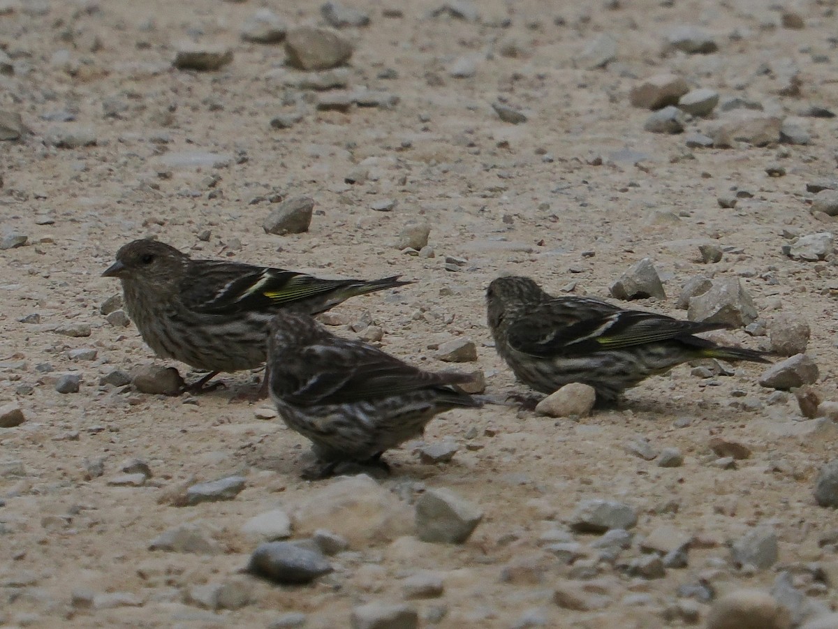 Pine Siskin - ML638073791