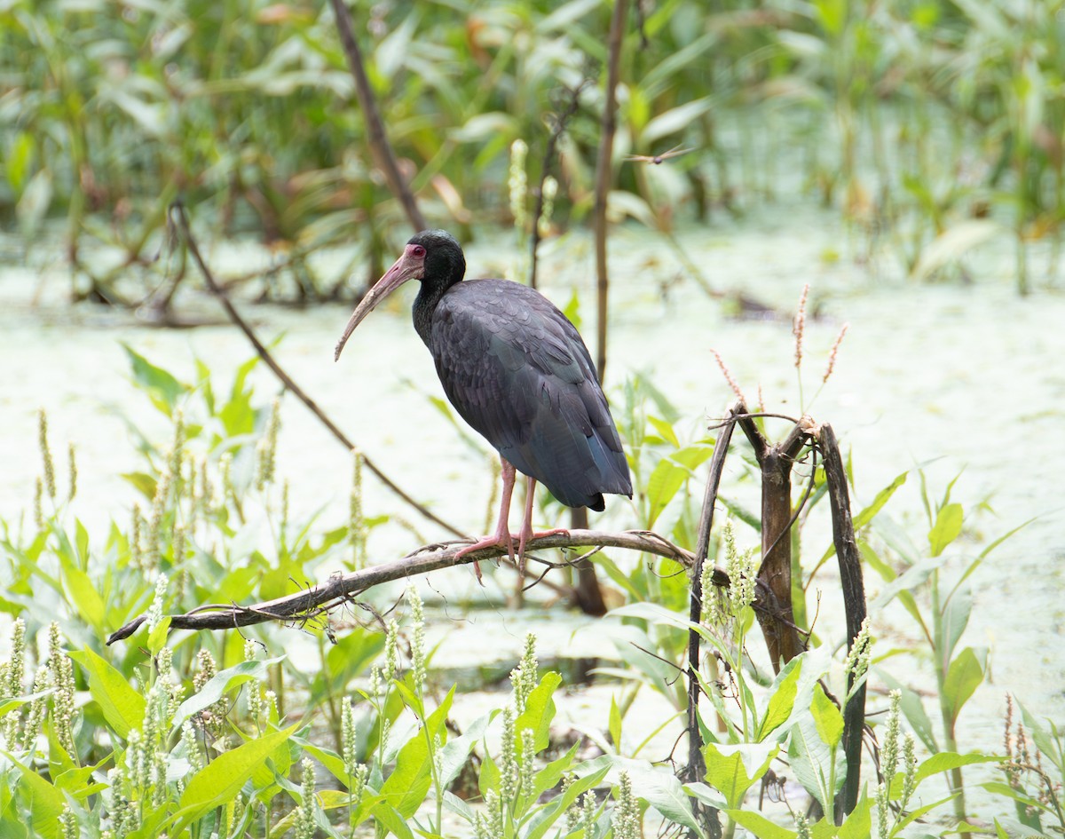 ibis tmavý - ML638073808