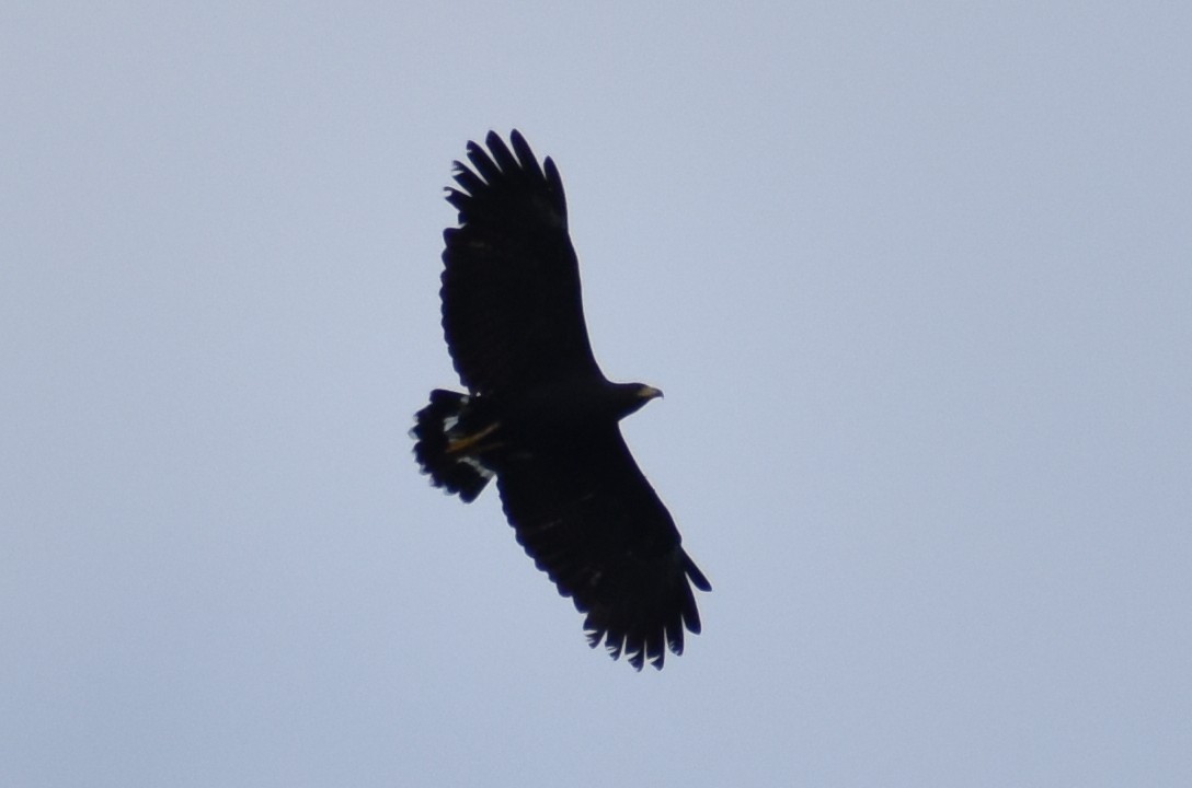 Common Black Hawk - ML638073810