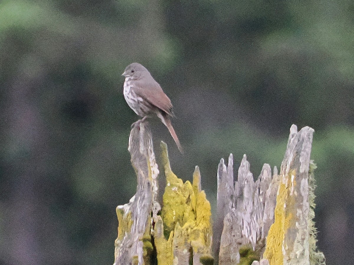 Fox Sparrow - ML638073812
