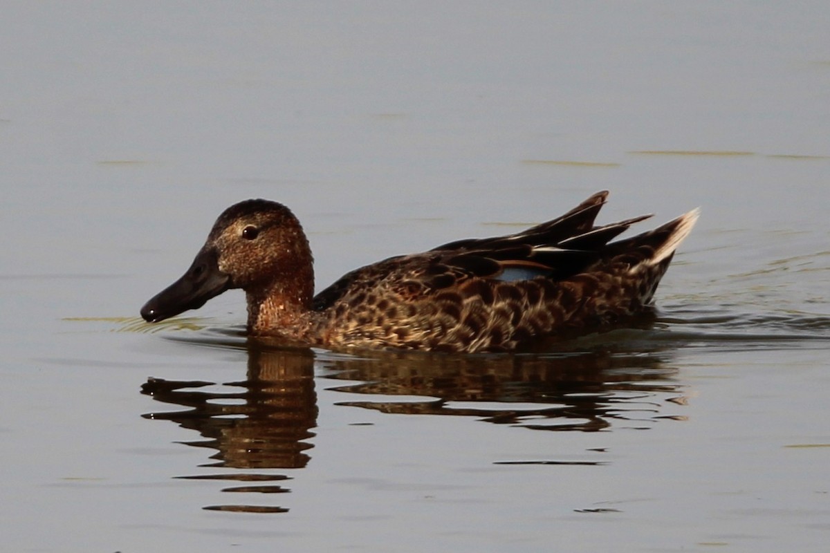 Cinnamon Teal - ML638073964