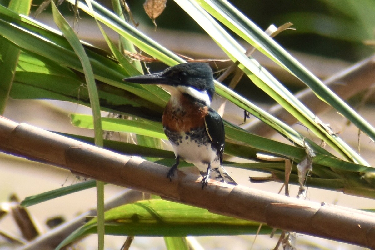 Green Kingfisher - ML638073973