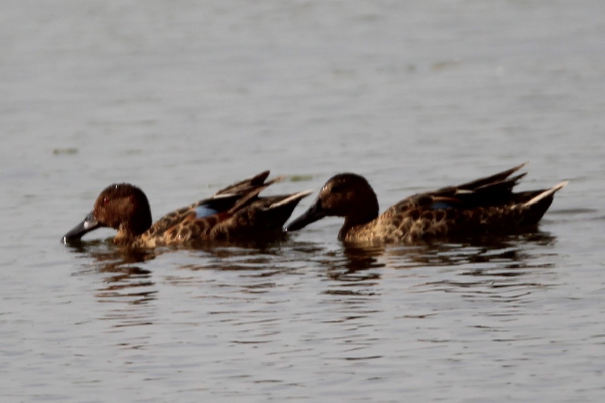 Cinnamon Teal - ML638073998