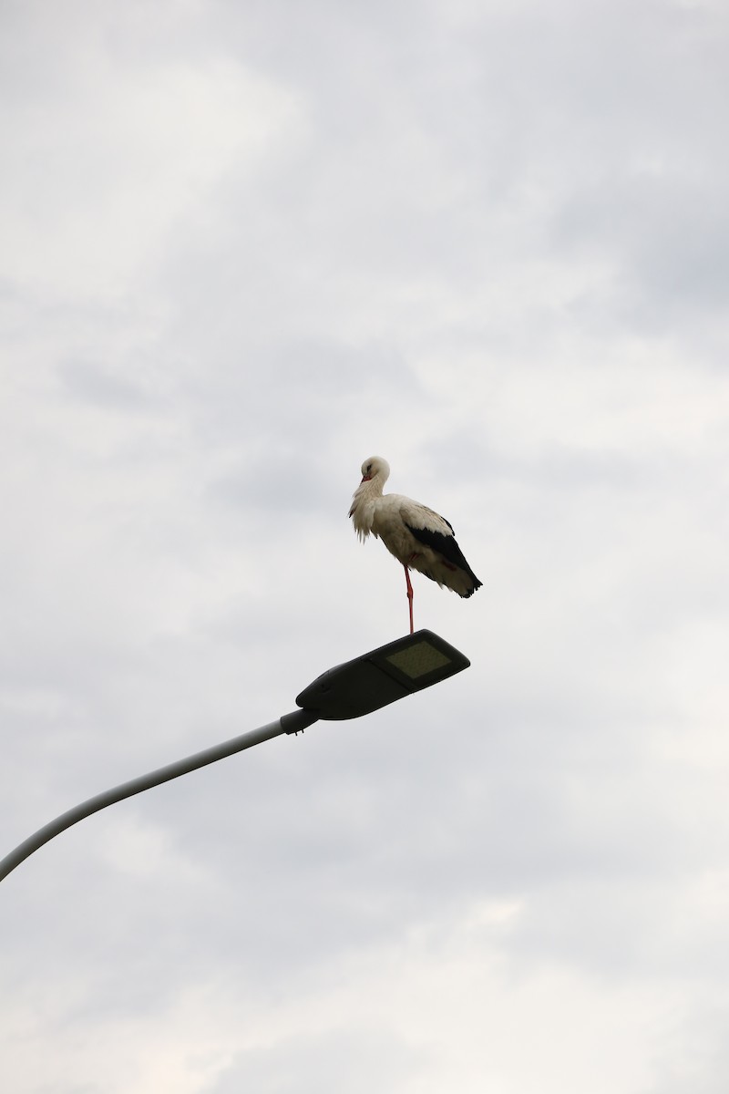 White Stork - ML638074002