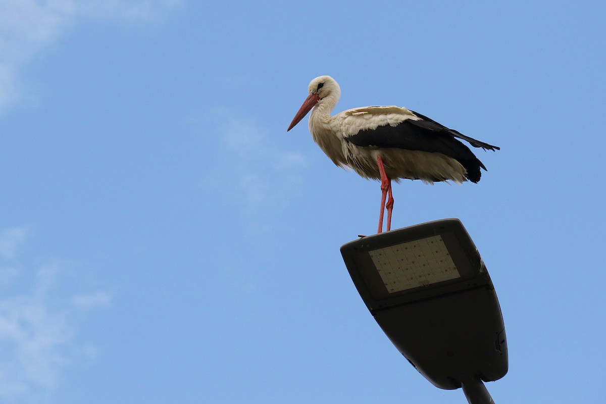 White Stork - ML638074014