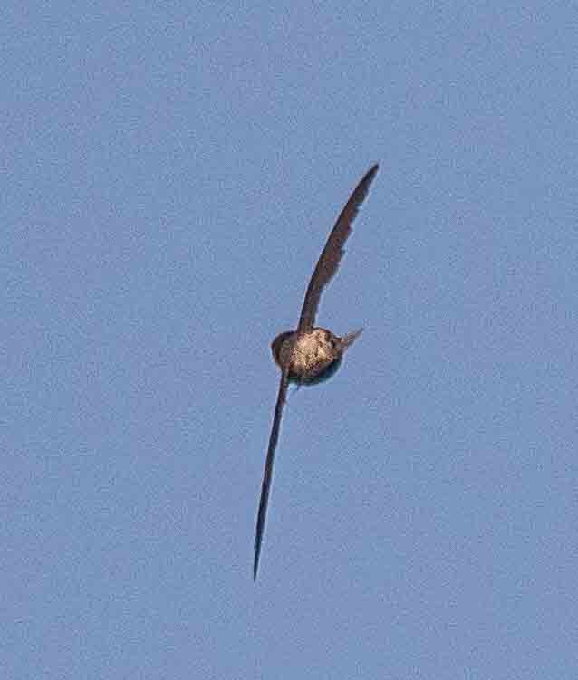Vaux's Swift - ML638074042