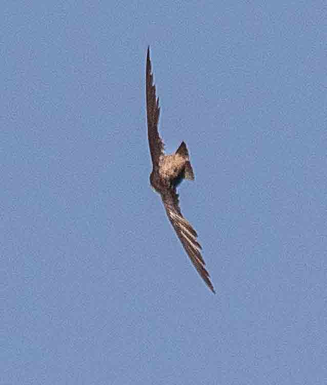 Vaux's Swift - ML638074052