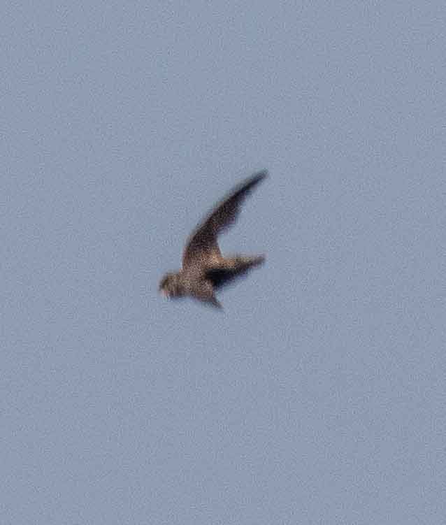 Vaux's Swift - ML638074057