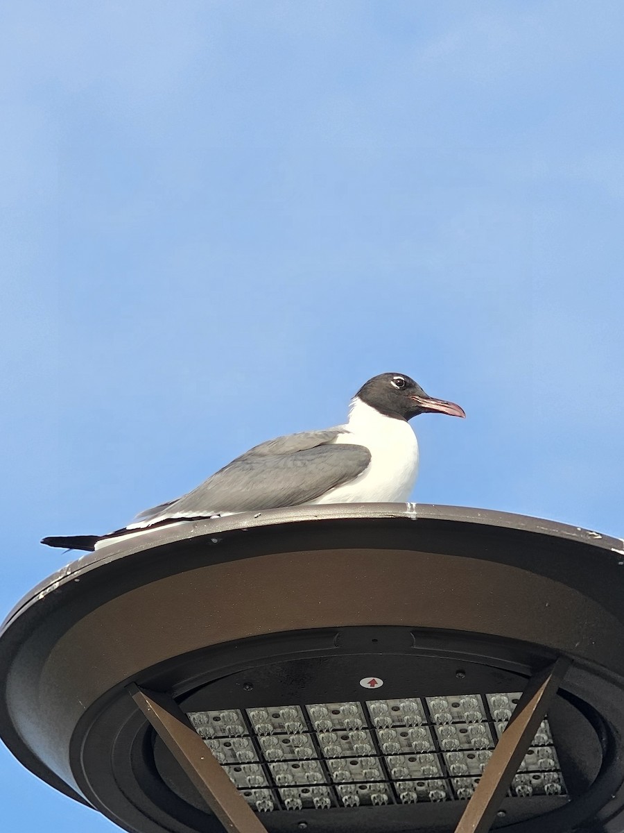 Laughing Gull - ML638074095