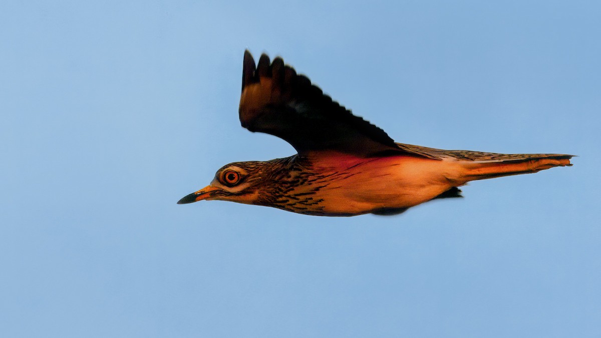 Eurasian Thick-knee - ML638074100