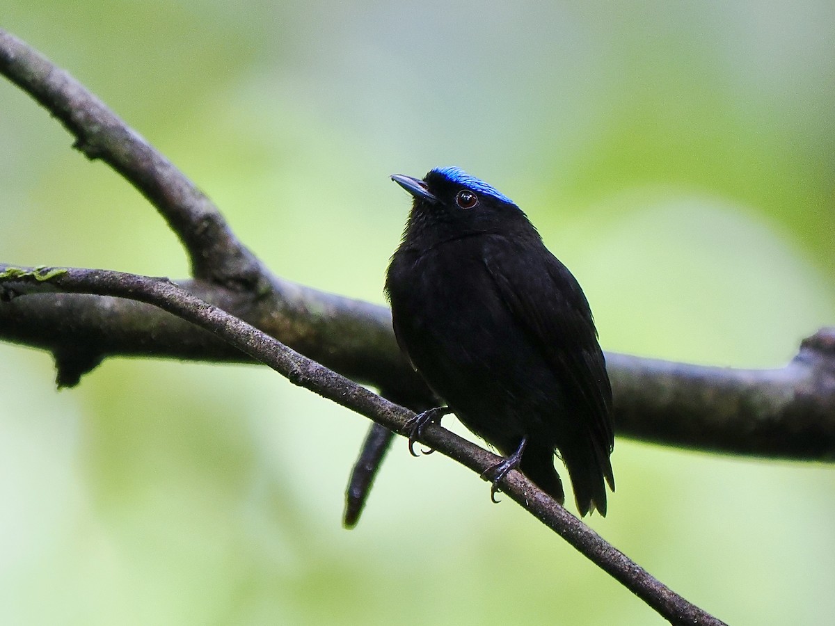 Velvety Manakin - ML638074109