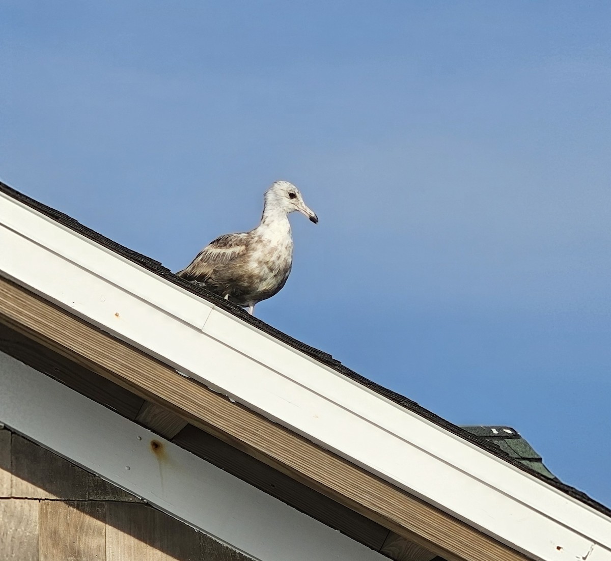 American Herring Gull - ML638074122