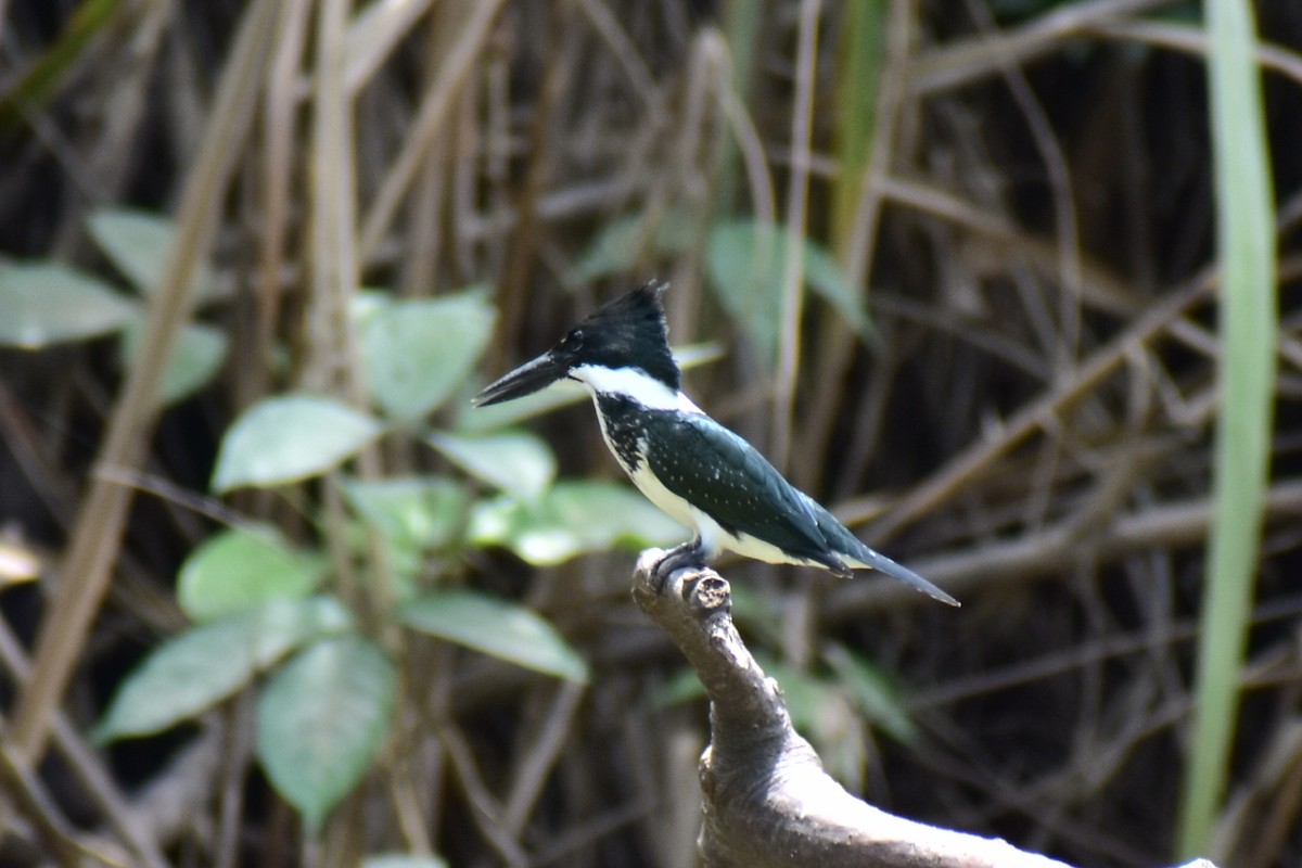 Amazon Kingfisher - ML638074123