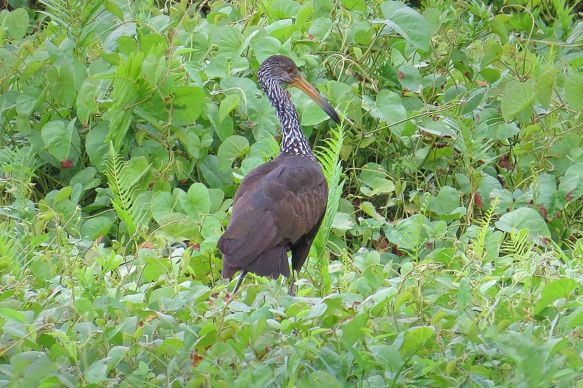 Limpkin - ML638074170