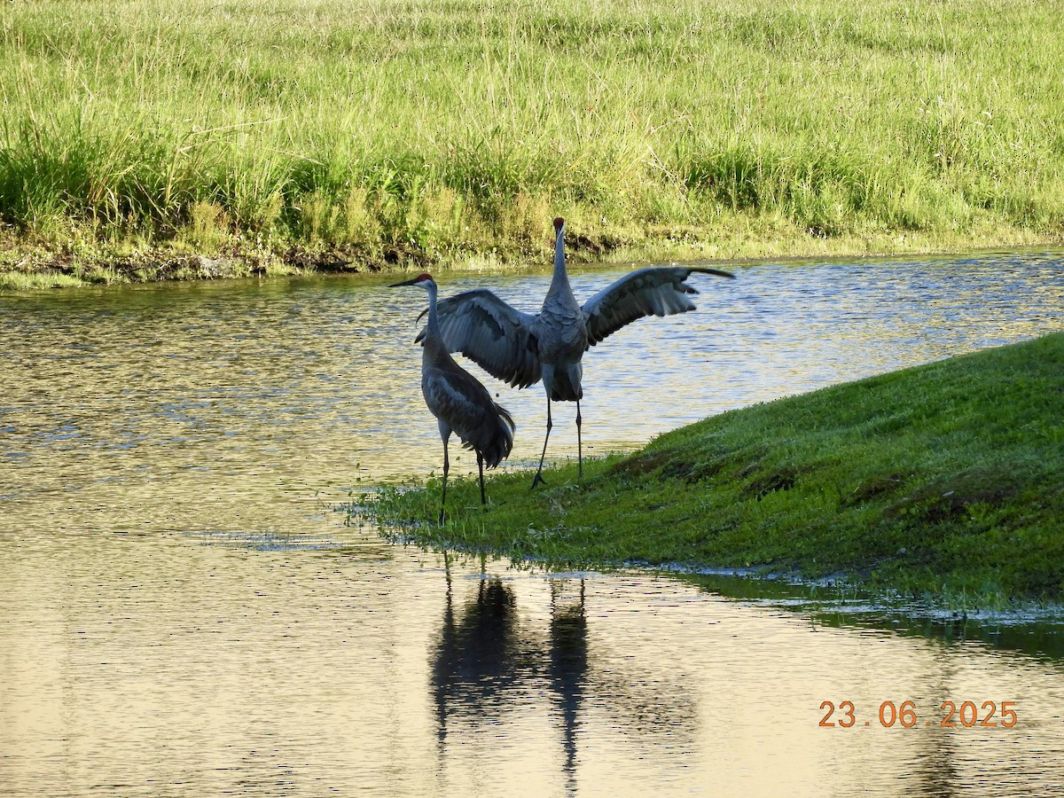 jeřáb kanadský - ML638074186