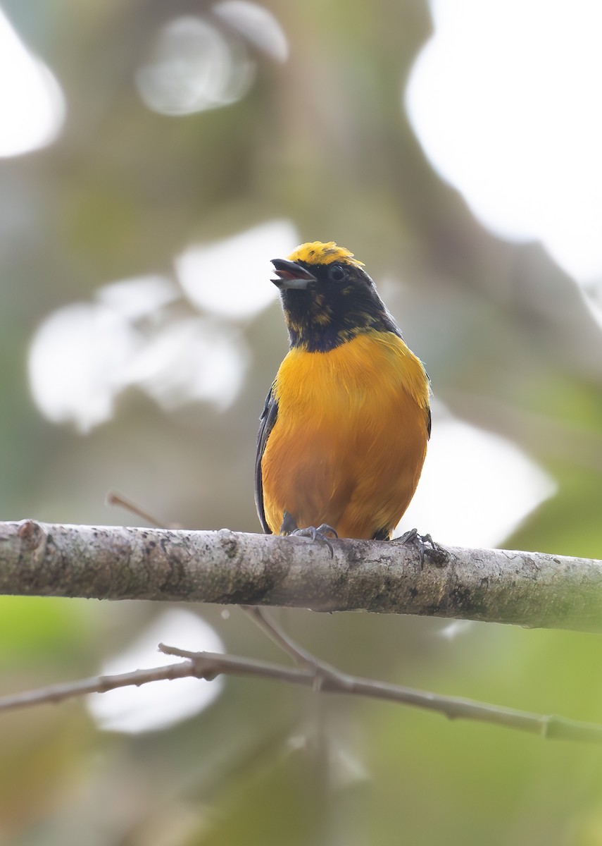 Orange-crowned Euphonia - ML638074194