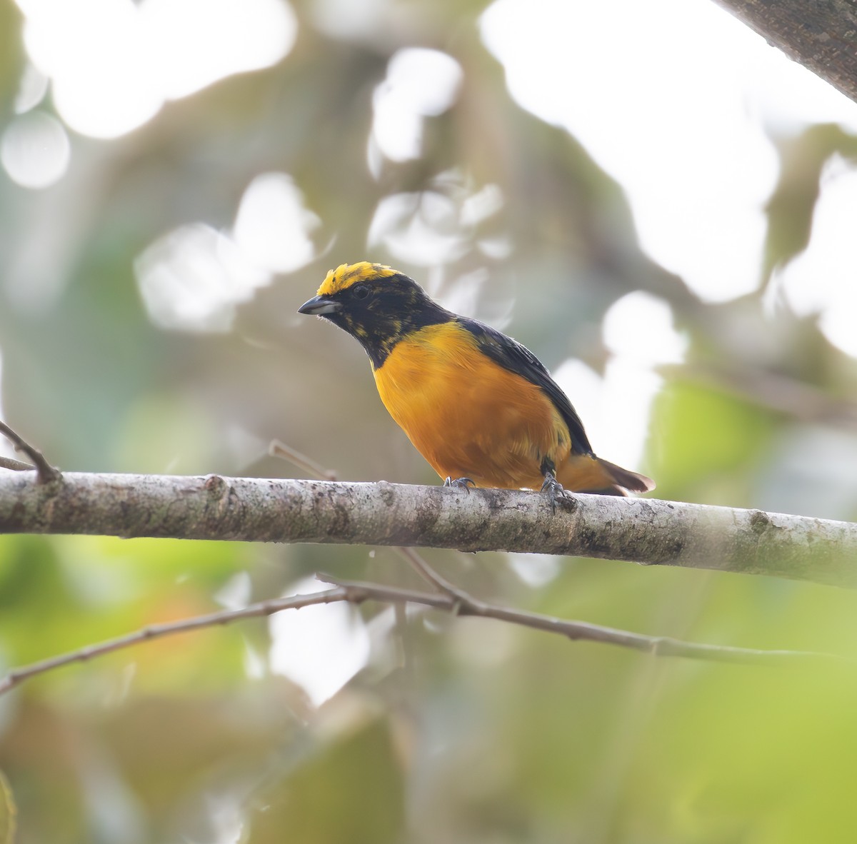 Orange-crowned Euphonia - ML638074195