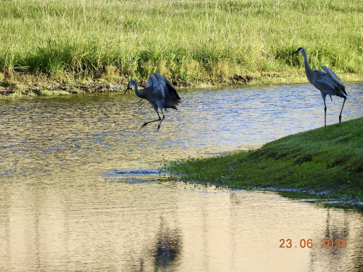 jeřáb kanadský - ML638074197