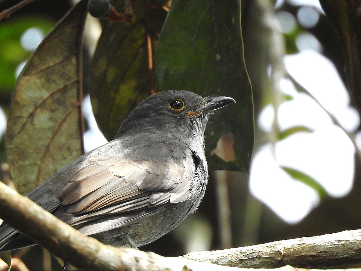 Chestnut-capped Piha - ML638074214