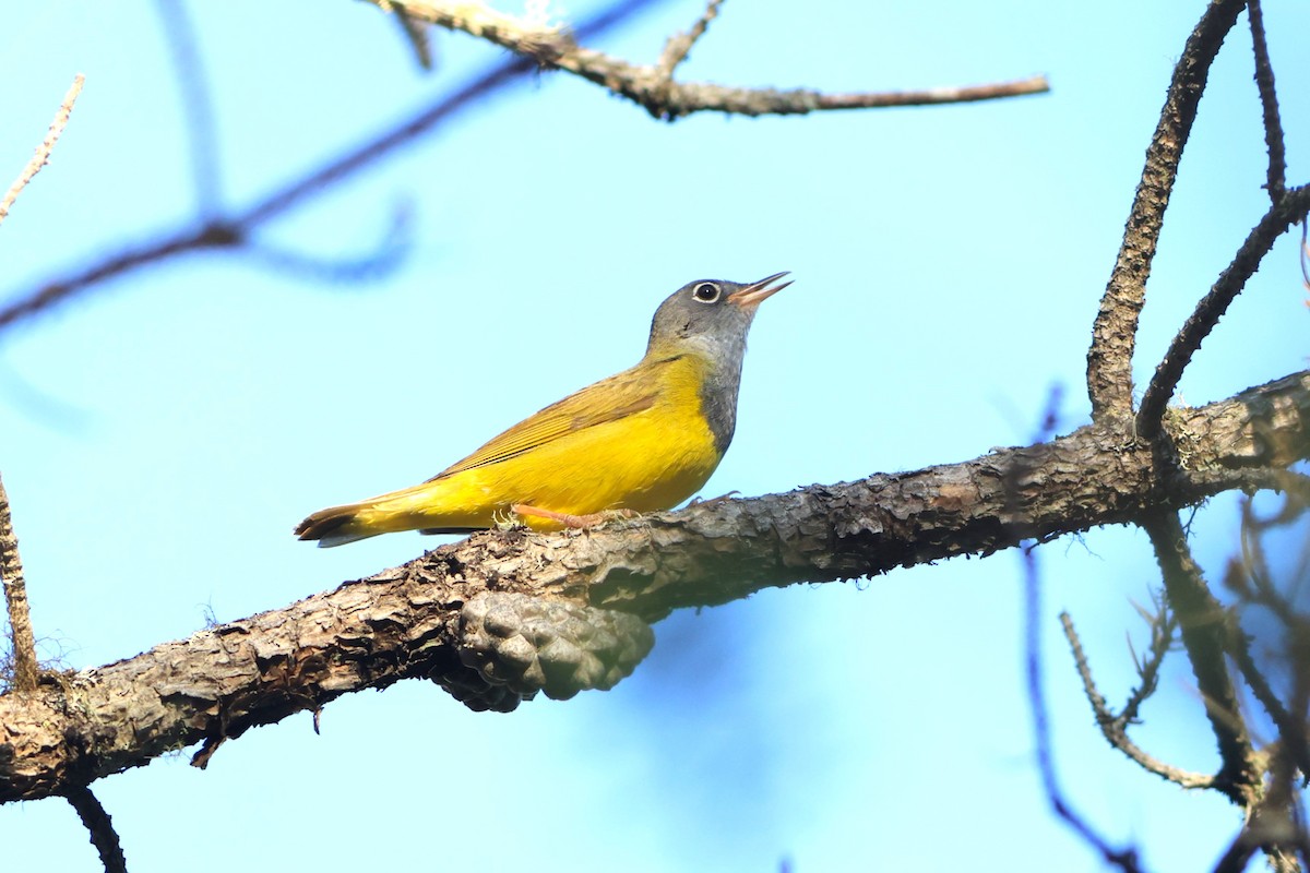 Connecticut Warbler - ML638074229