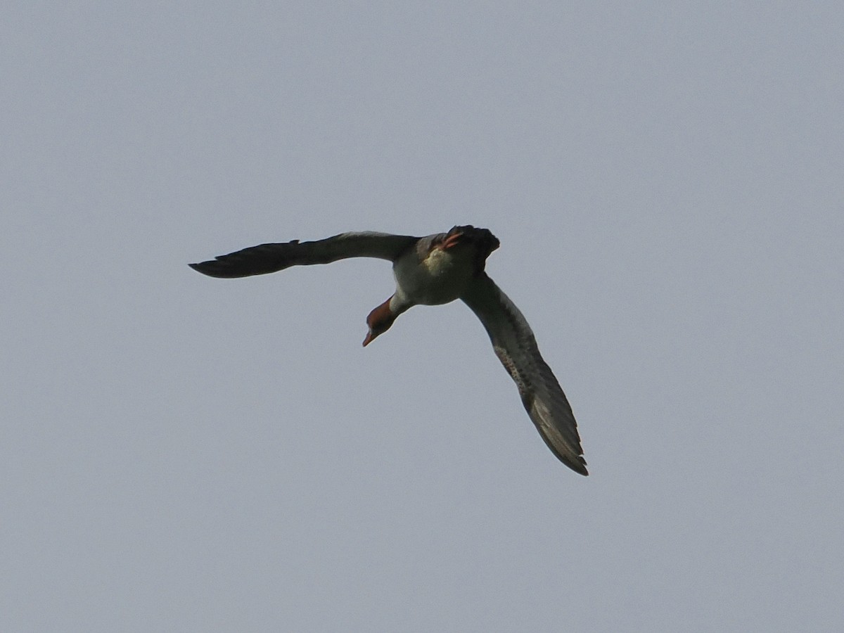 Common Merganser - ML638074240