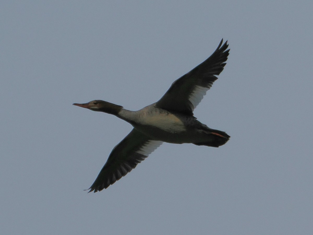 Common Merganser - ML638074241