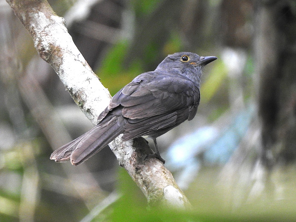 Chestnut-capped Piha - ML638074245