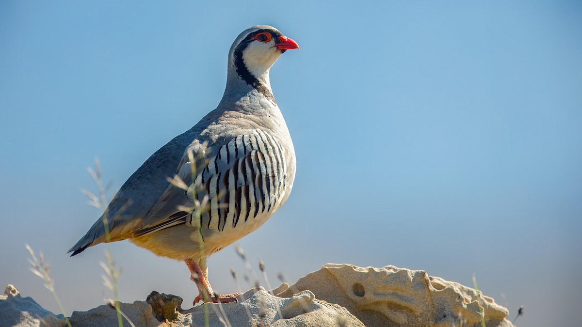 Rock Partridge - ML638074258