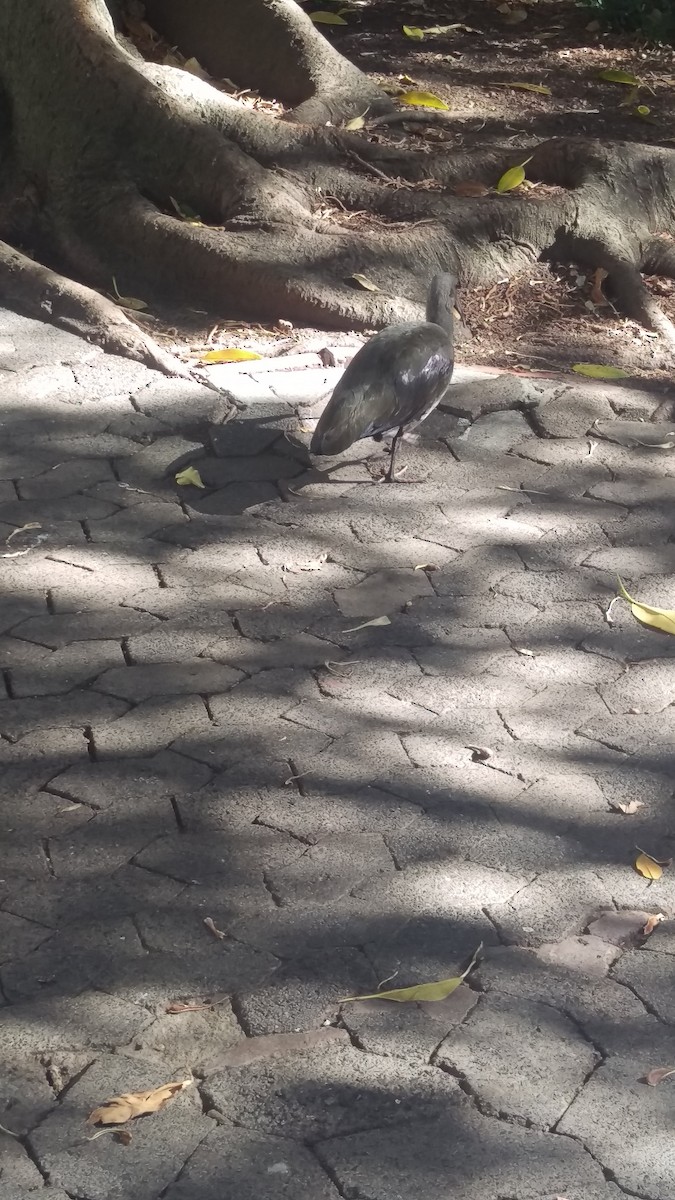 Hadada Ibis - ML638074267