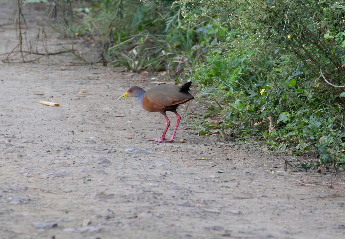 Gray-cowled Wood-Rail - ML638074271