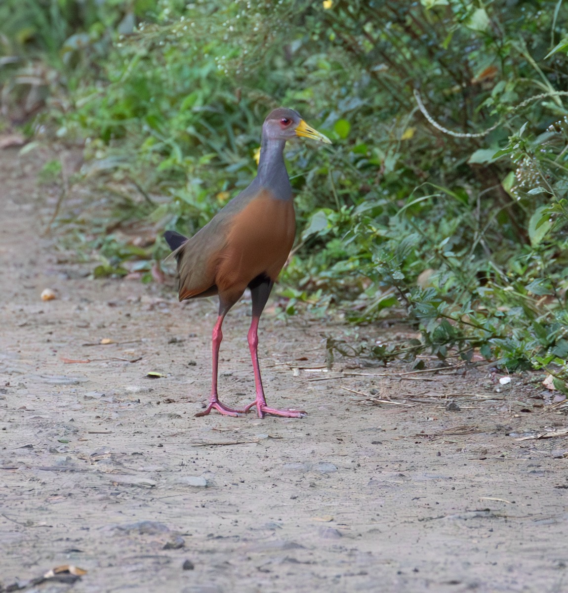 Gray-cowled Wood-Rail - ML638074272