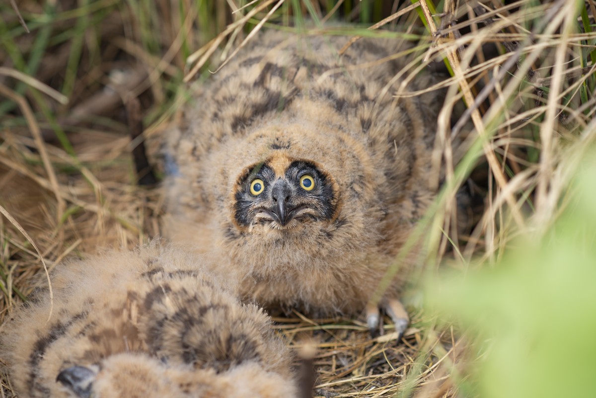 Short-eared Owl - ML638074317