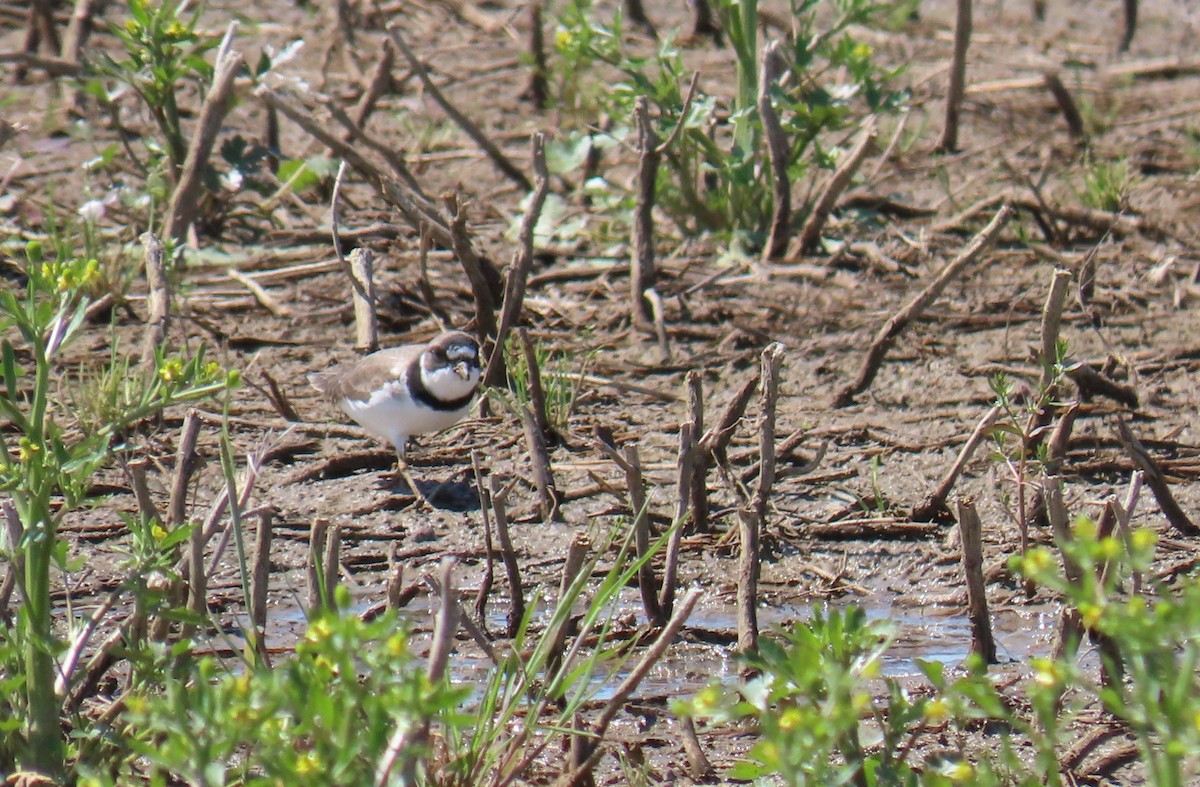 Semipalmated Plover - ML638074324