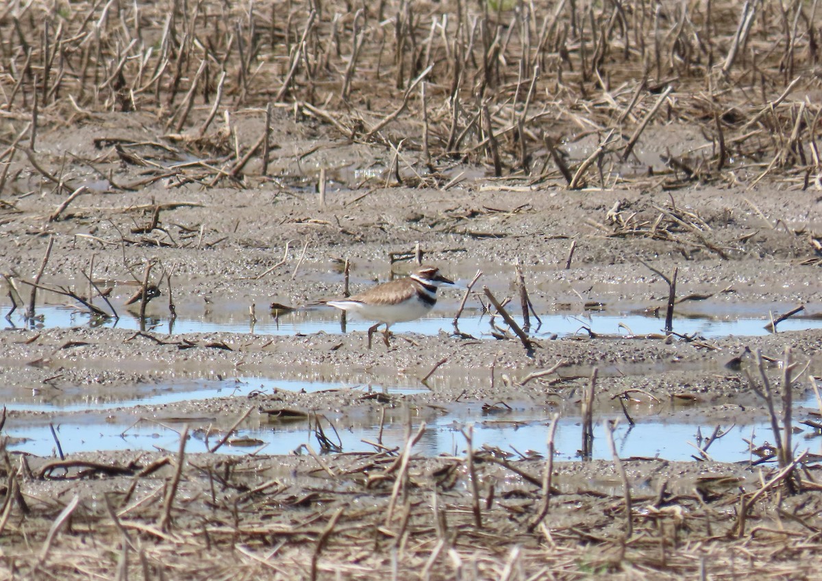 Killdeer - ML638074328