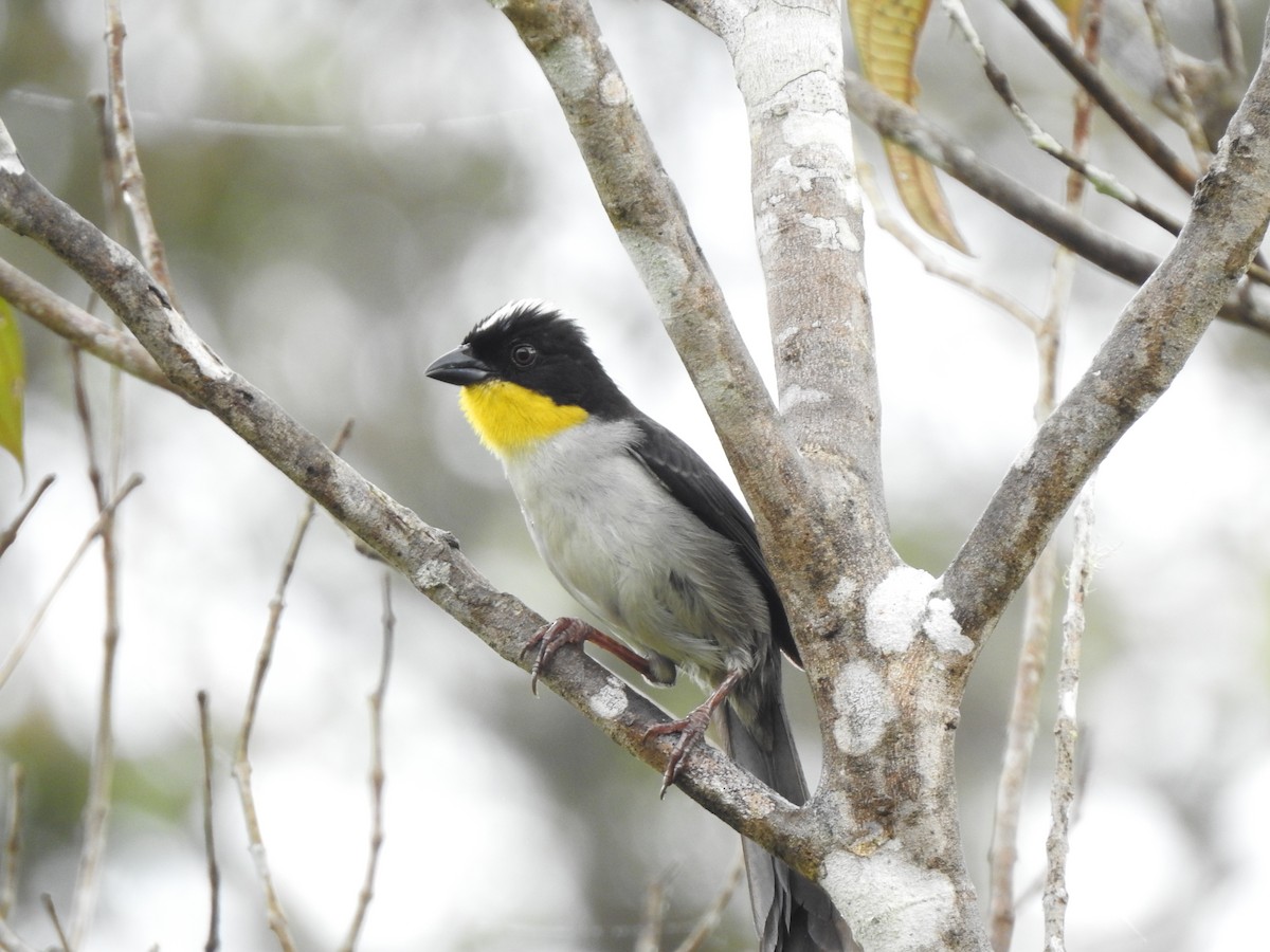 White-naped Brushfinch - ML638074333