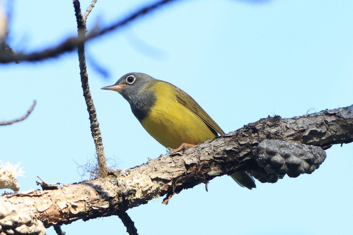 Connecticut Warbler - ML638074337