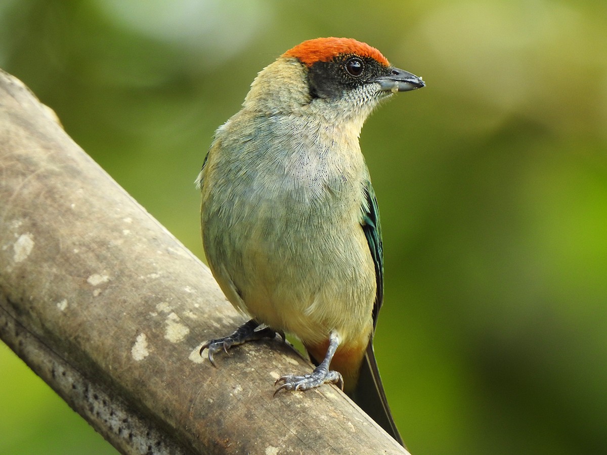 Scrub Tanager - ML638074345