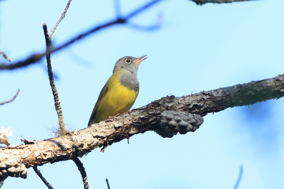 Connecticut Warbler - ML638074385