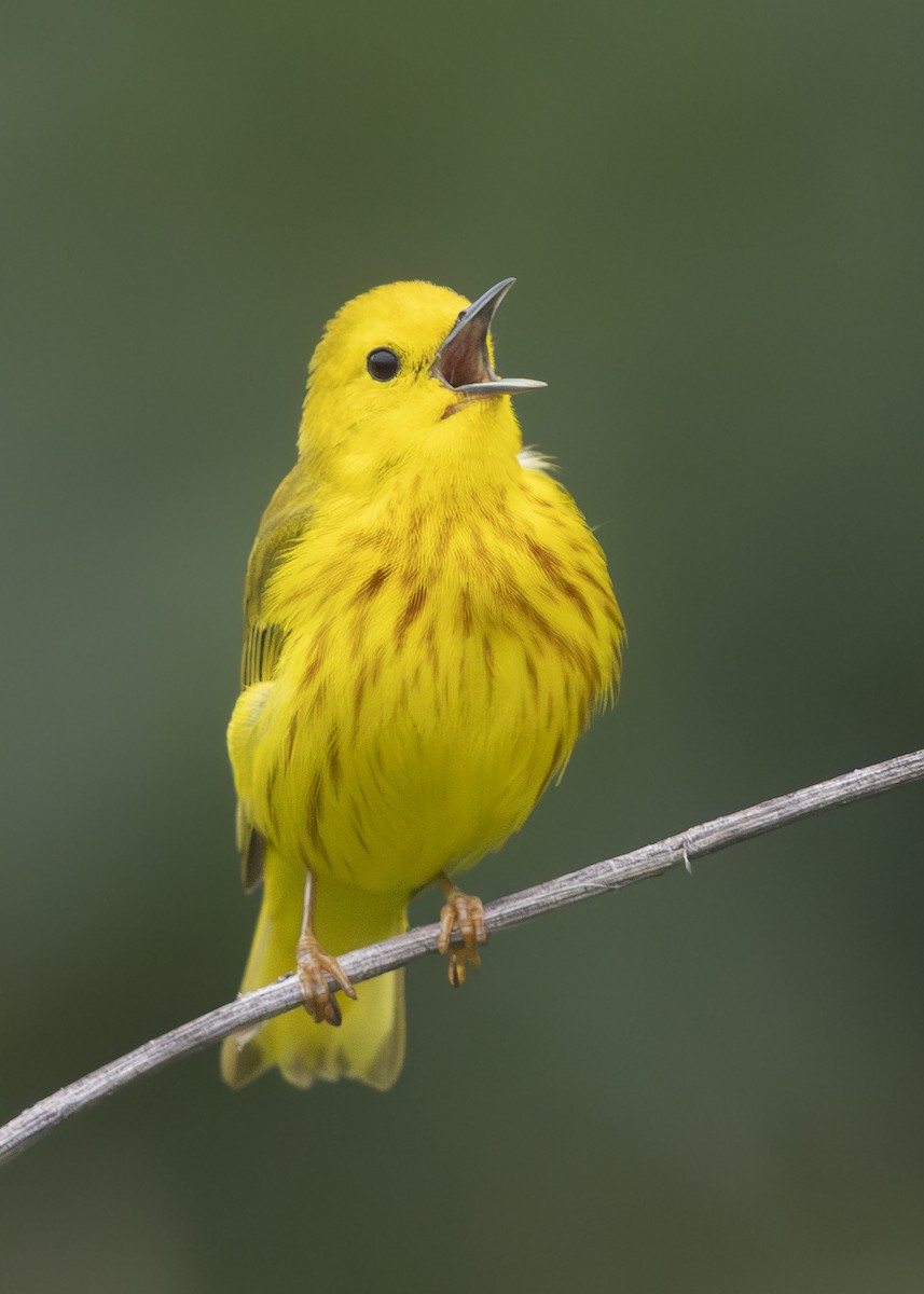 Yellow Warbler - ML638074396