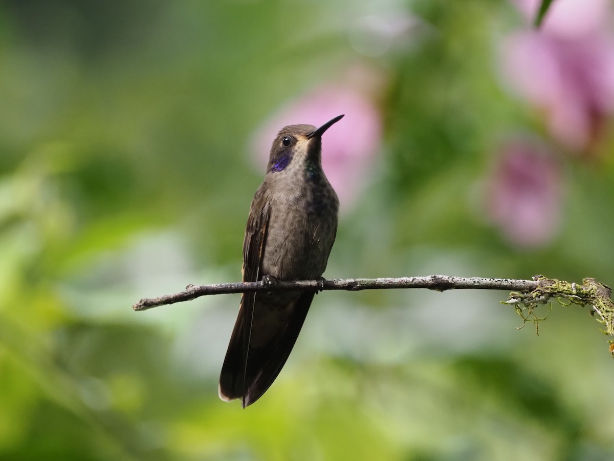 Brown Violetear - ML638074418