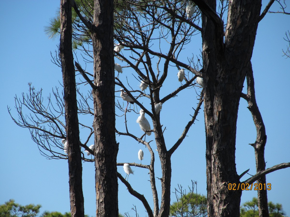 White Ibis - ML638074489