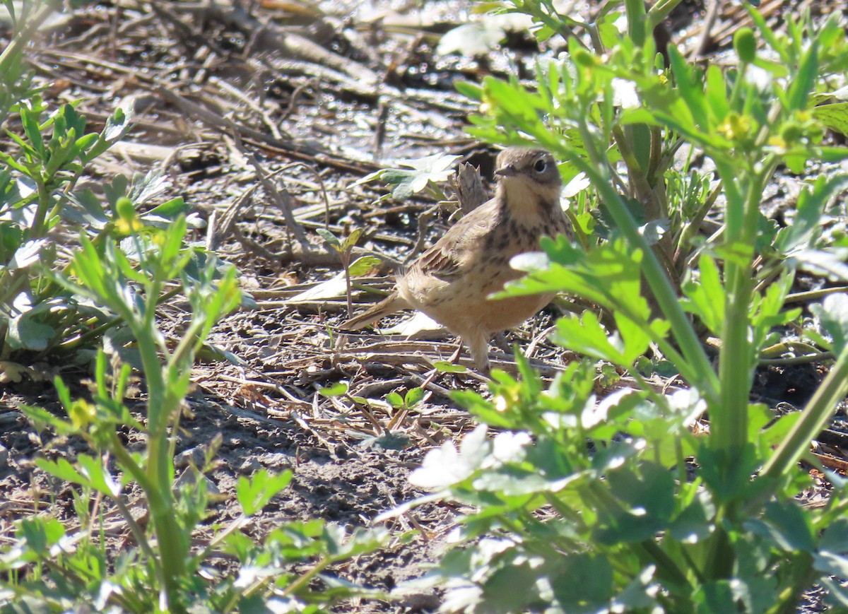 American Pipit - ML638074503