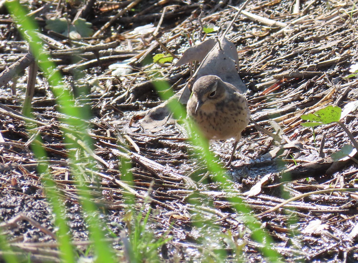 American Pipit - ML638074509