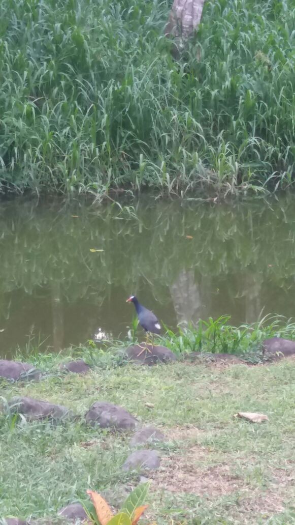 Purple Gallinule - Randy Gómez Alvarado