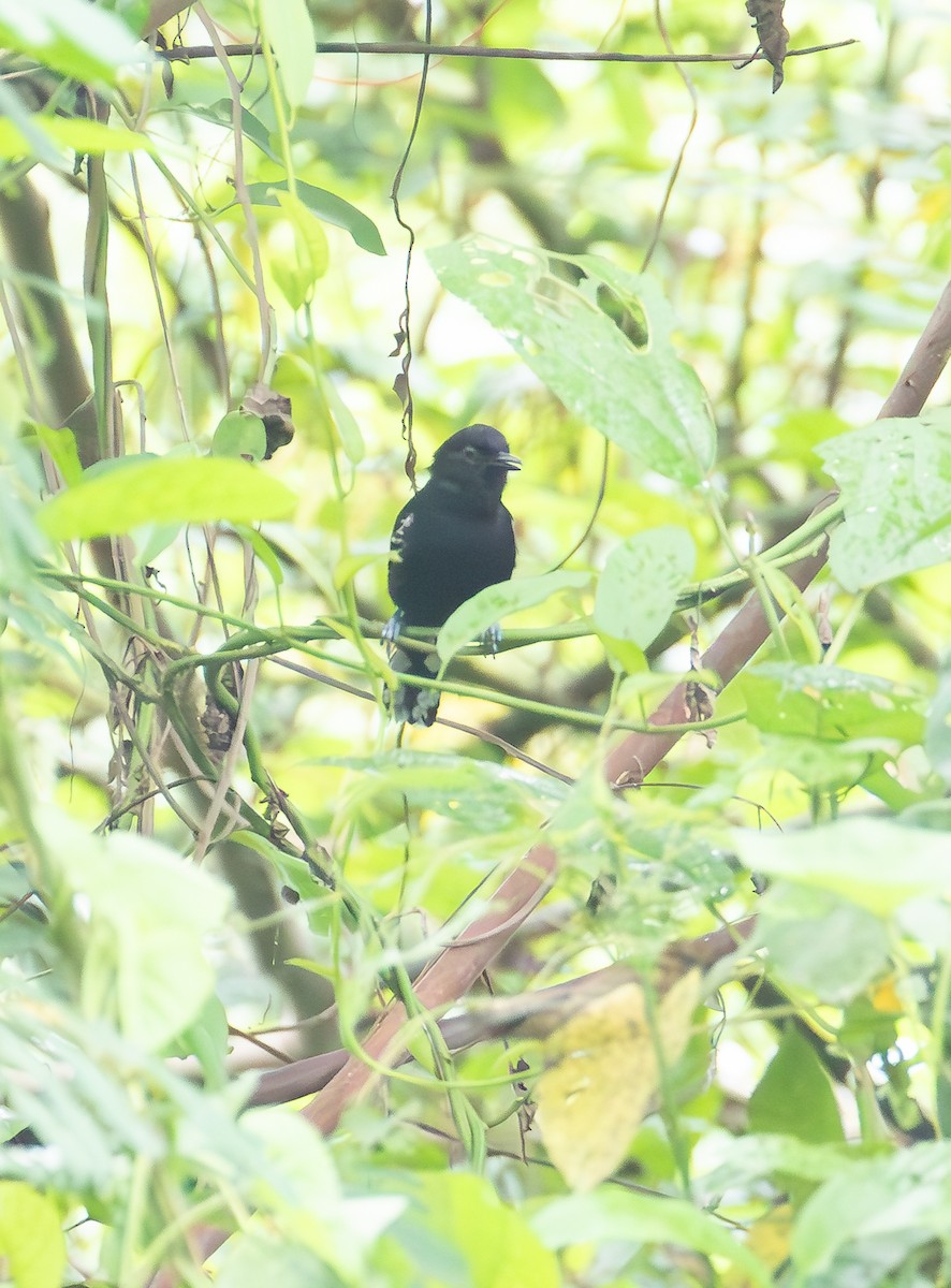 Jet Antbird - ML638074510