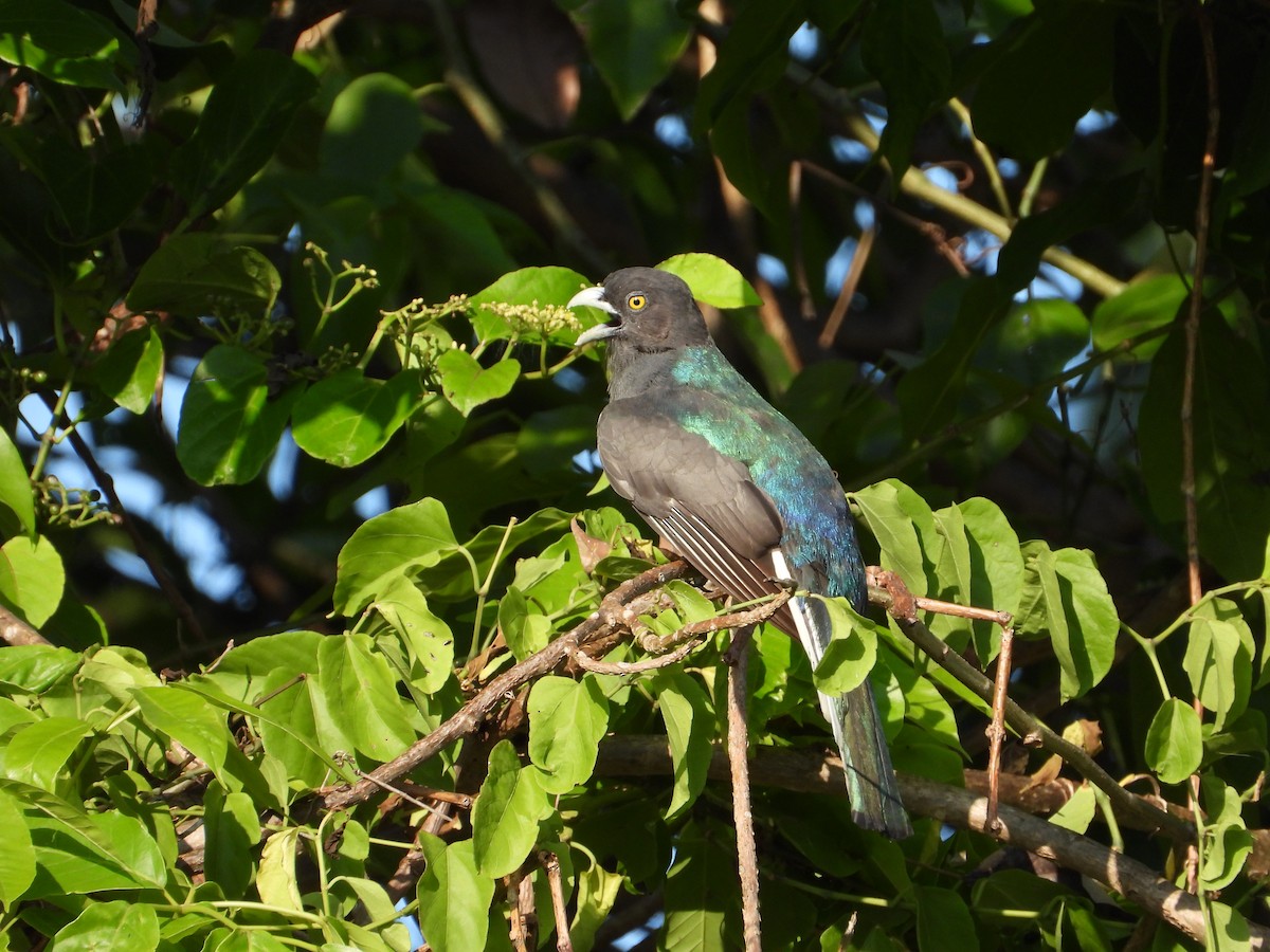 Citreoline Trogon - ML638074512
