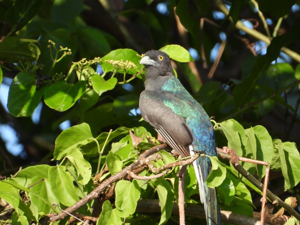 Citreoline Trogon - ML638074513