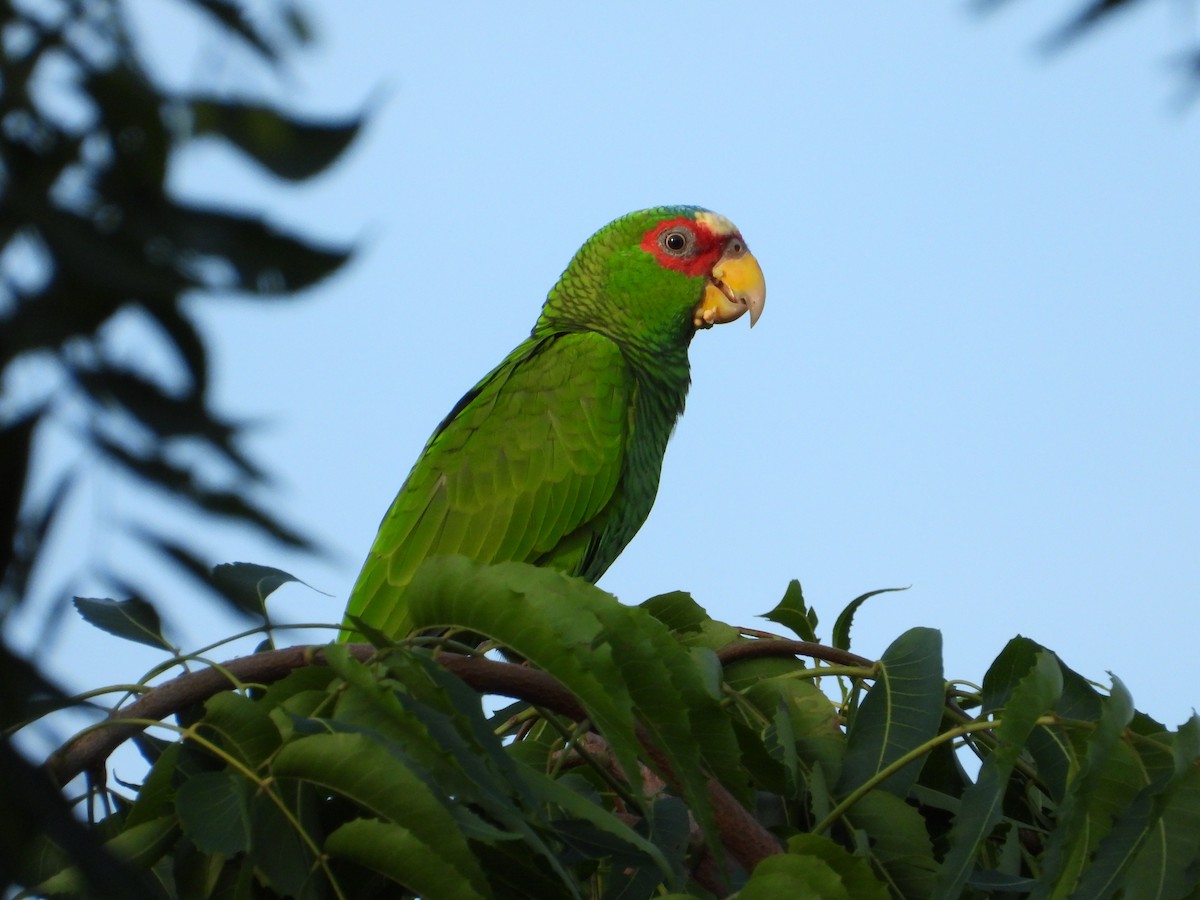 White-fronted Amazon - ML638074542