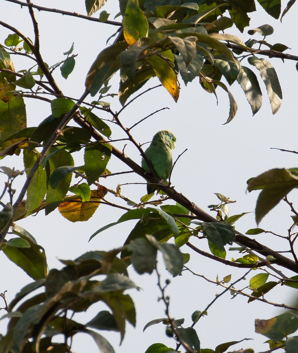 Spectacled Parrotlet - ML638074593