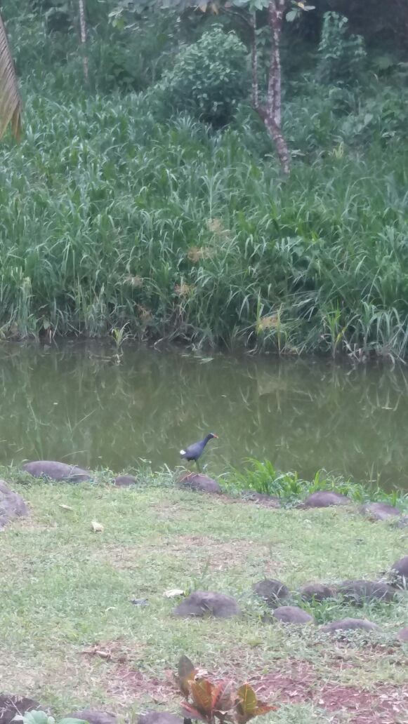 Purple Gallinule - Randy Gómez Alvarado